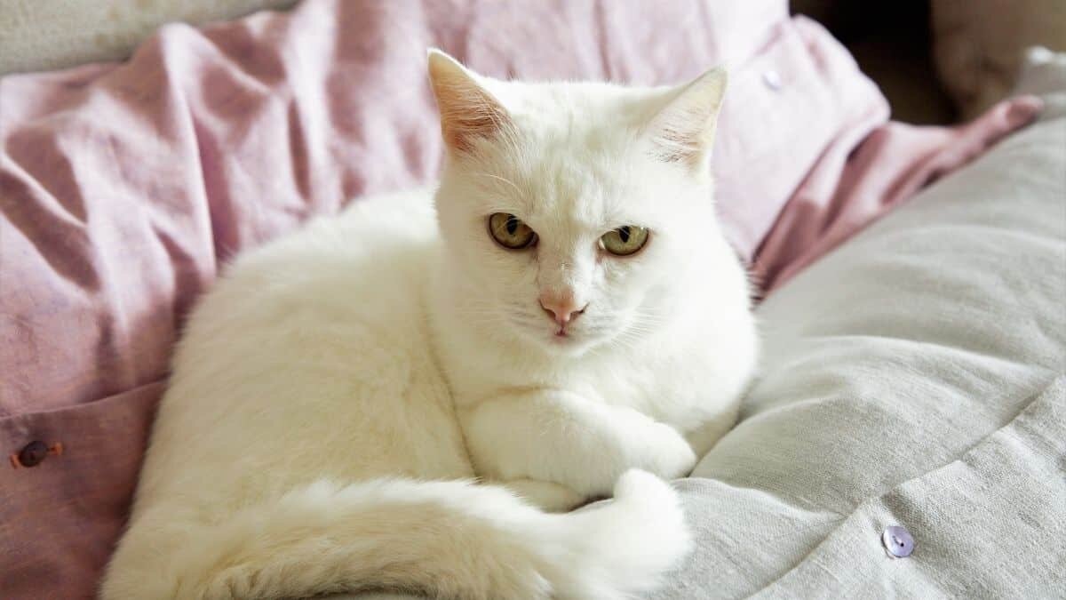 Aquí te decimos cómo entender a tu gato a través de su lenguaje corporal