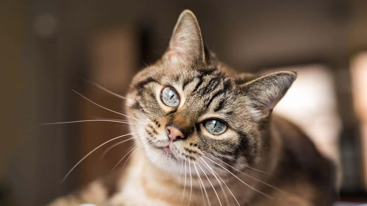 Aquí te decimos cómo entender a tu gato a través de su lenguaje corporal
