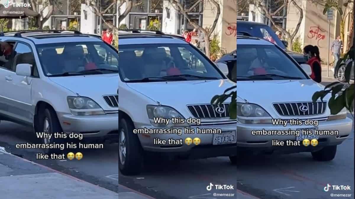 Perrito apura a su humana tocando el claxon