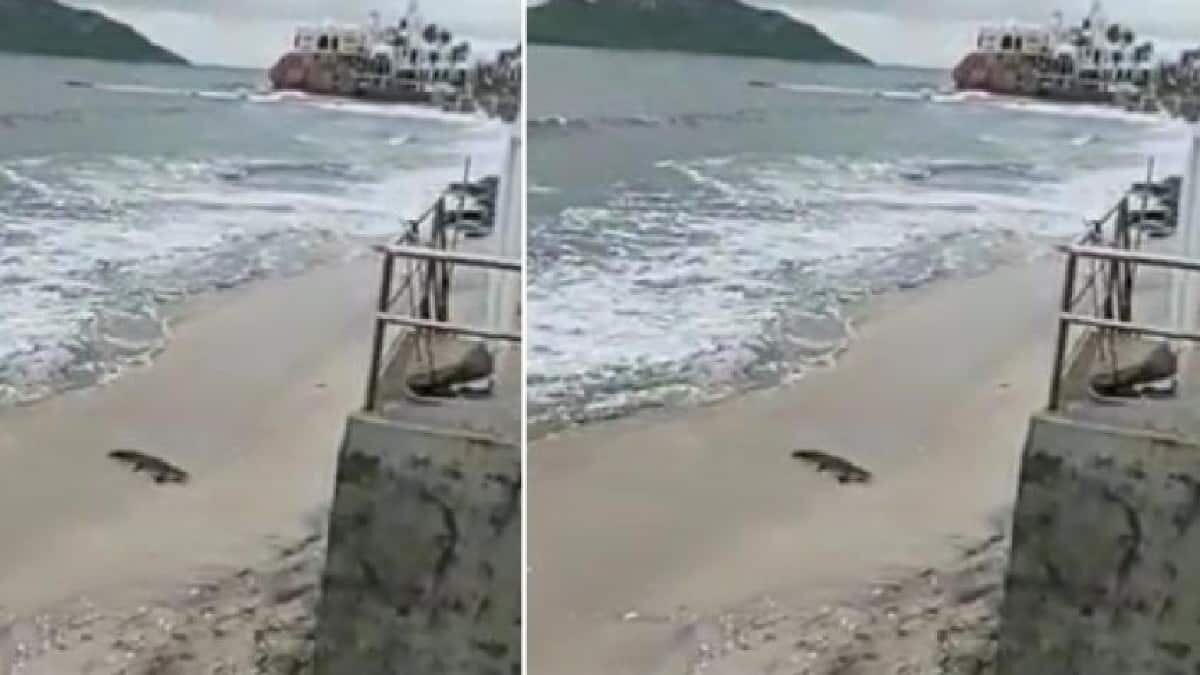 El cocodrilo escapó pese a los esfuerzos de capturarlo tras aparecer en playas de Mazatlán.