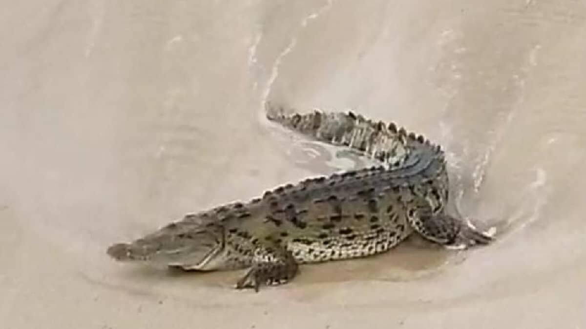El cocodrilo escapó pese a los esfuerzos de capturarlo tras aparecer en playas de Mazatlán.