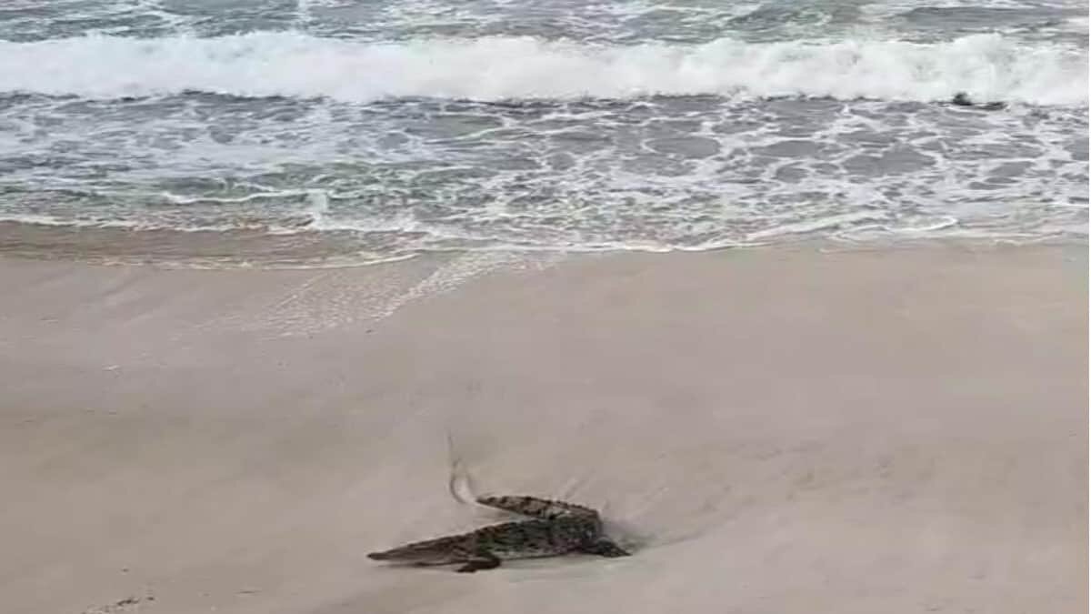 El cocodrilo escapó pese a los esfuerzos de capturarlo tras aparecer en playas de Mazatlán.