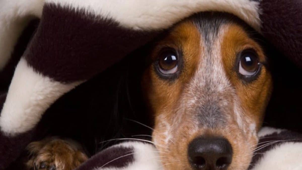 ¿Cómo tranquilizar a tu perro de los fuegos artificiales?