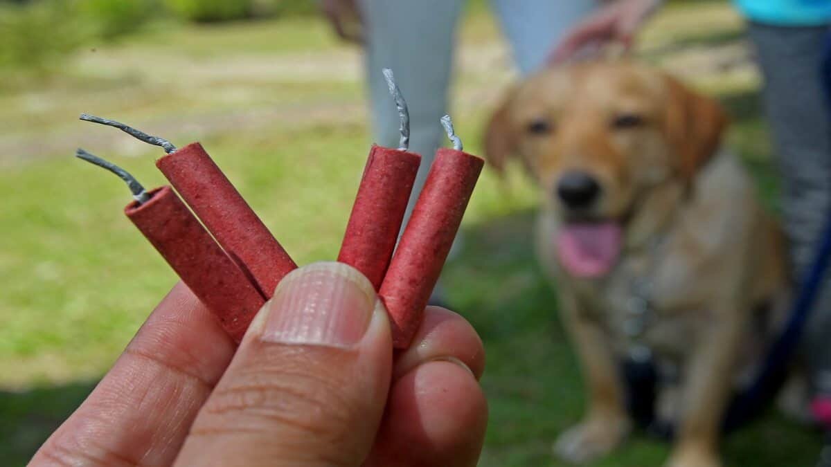 Conoce estos consejos para tranquilizar a tu perro de la pirotecnia