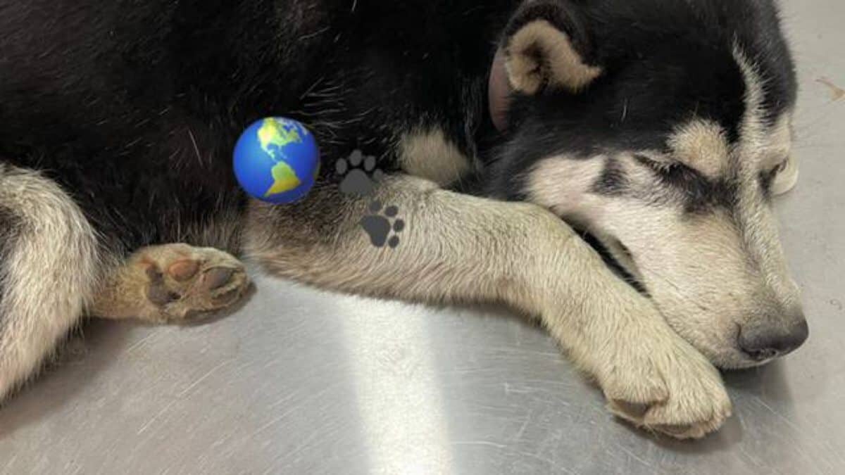 Denuncian a policías por atropellar a un perrito en Edomex (Video) 