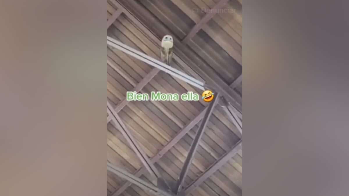 Cantan para ahuyentar a lechuza, pero ella baila al ritmo de la música