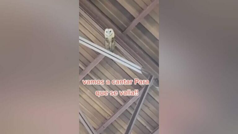 Cantan para ahuyentar a lechuza, pero ella baila al ritmo de la música