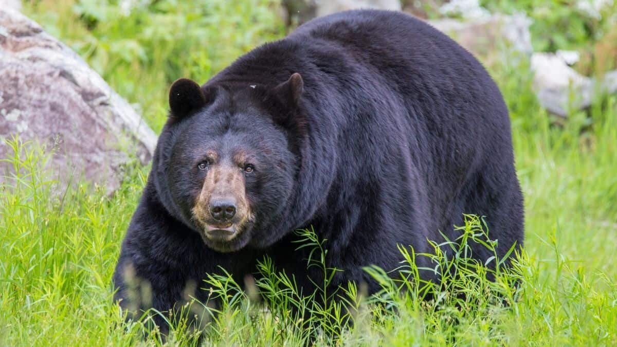 Devora oso comida dentro de una casa en NL