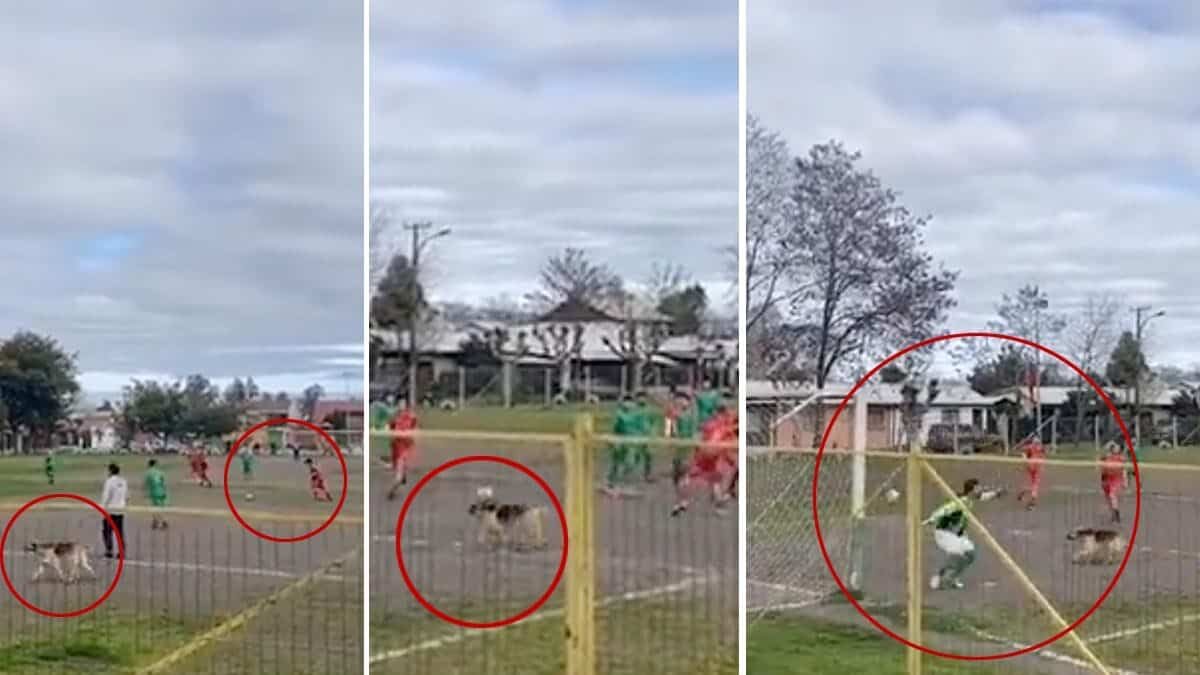 ¡Un crack! Perrito invade una cancha y anota tremendo golazo (Video)