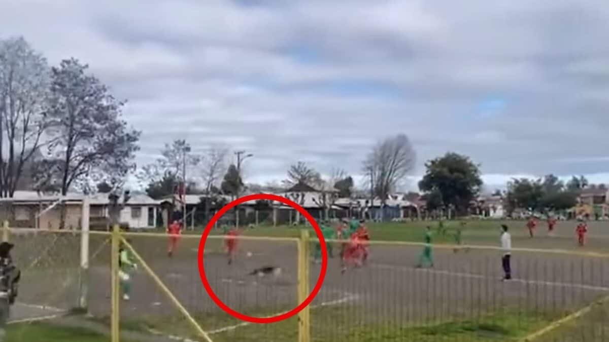 ¡Un crack! Perrito invade una cancha y anota tremendo golazo (Video)