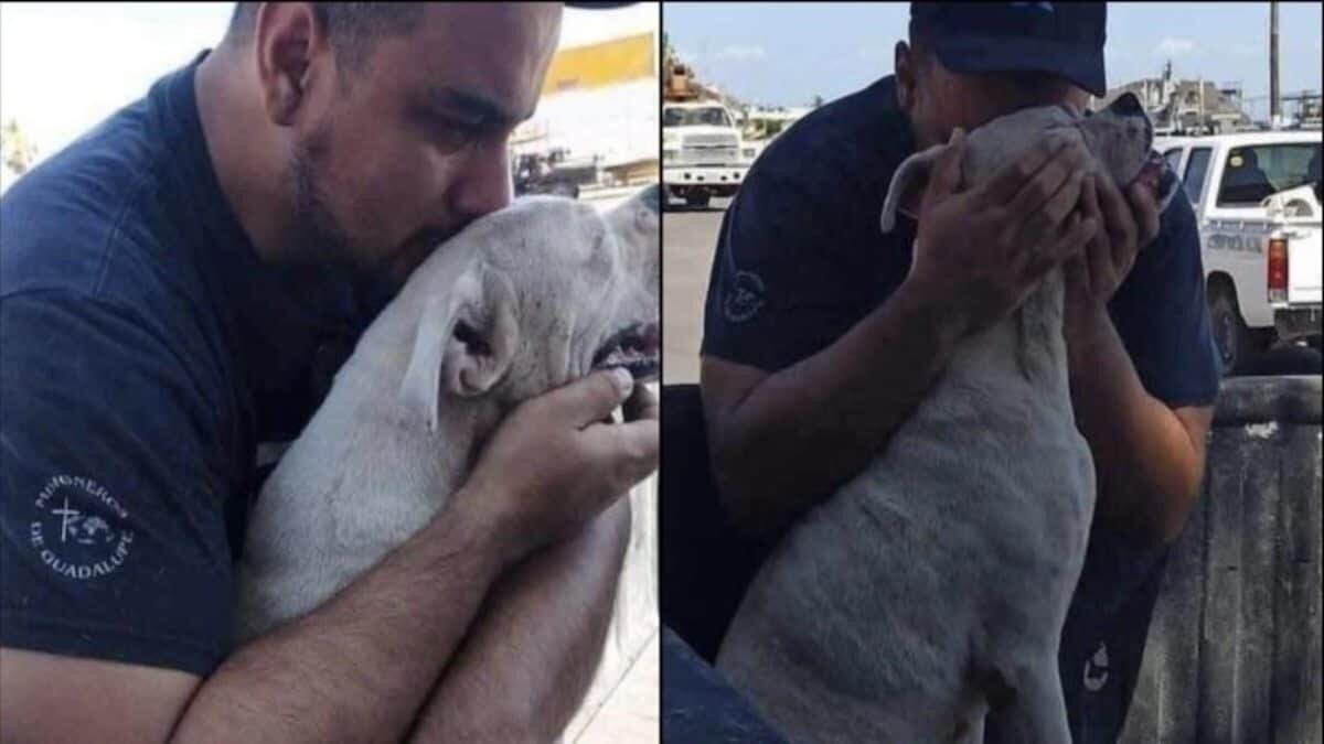 Hombre da último paseo a su perrito con cáncer antes de dormirlo (Fotos)