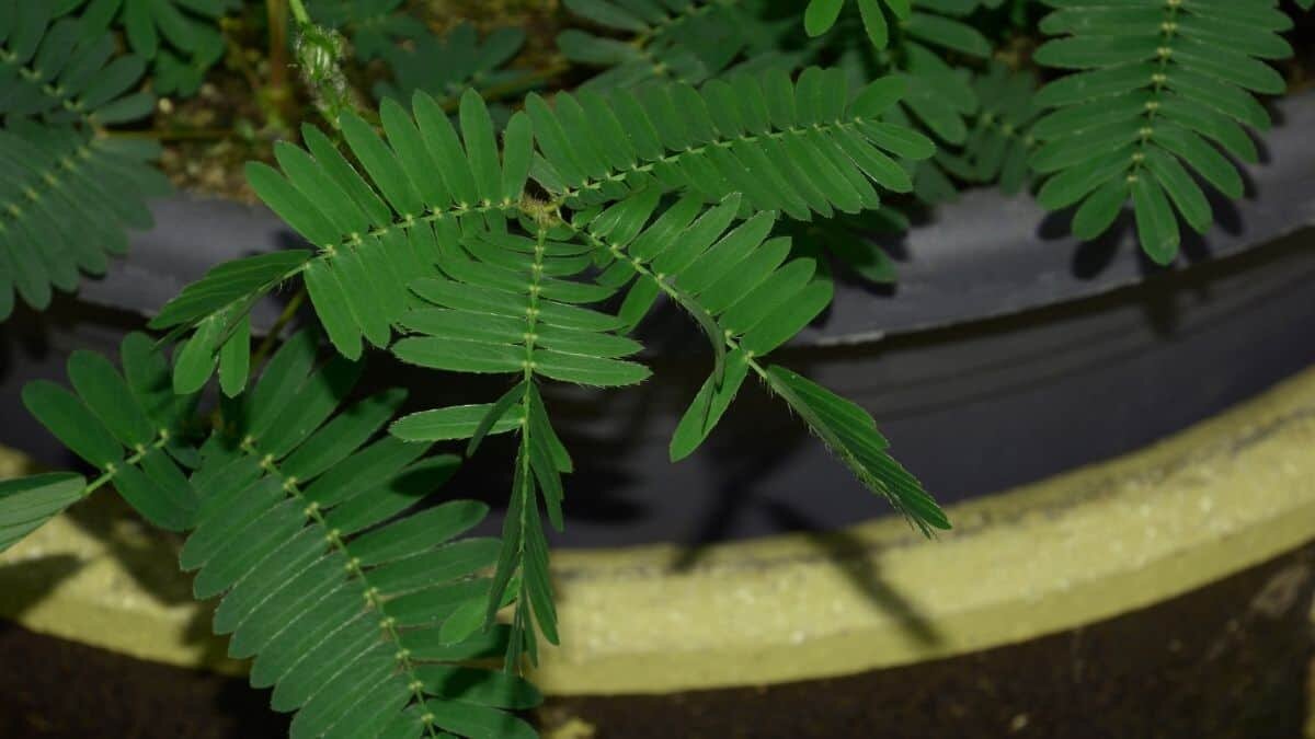 Descubren molécula que puede hacer zombies a las plantas