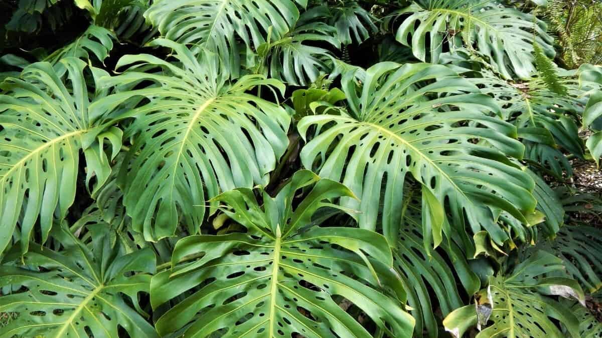 Descubren molécula que puede hacer zombies a las plantas