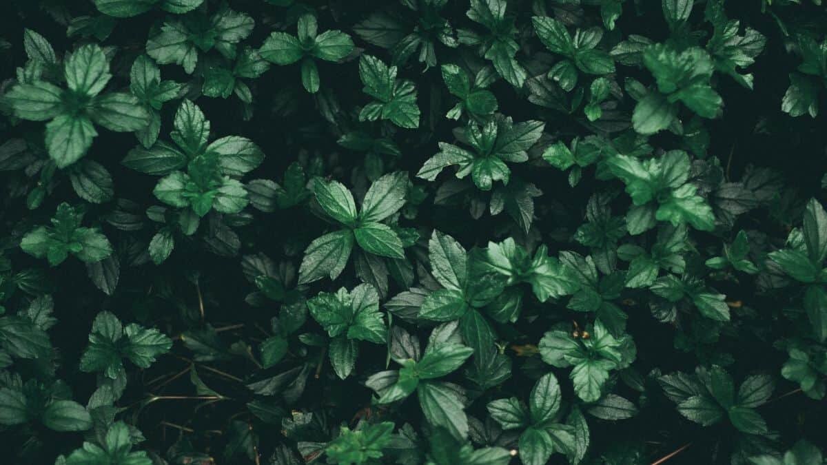 Descubren molécula que puede hacer zombies a las plantas