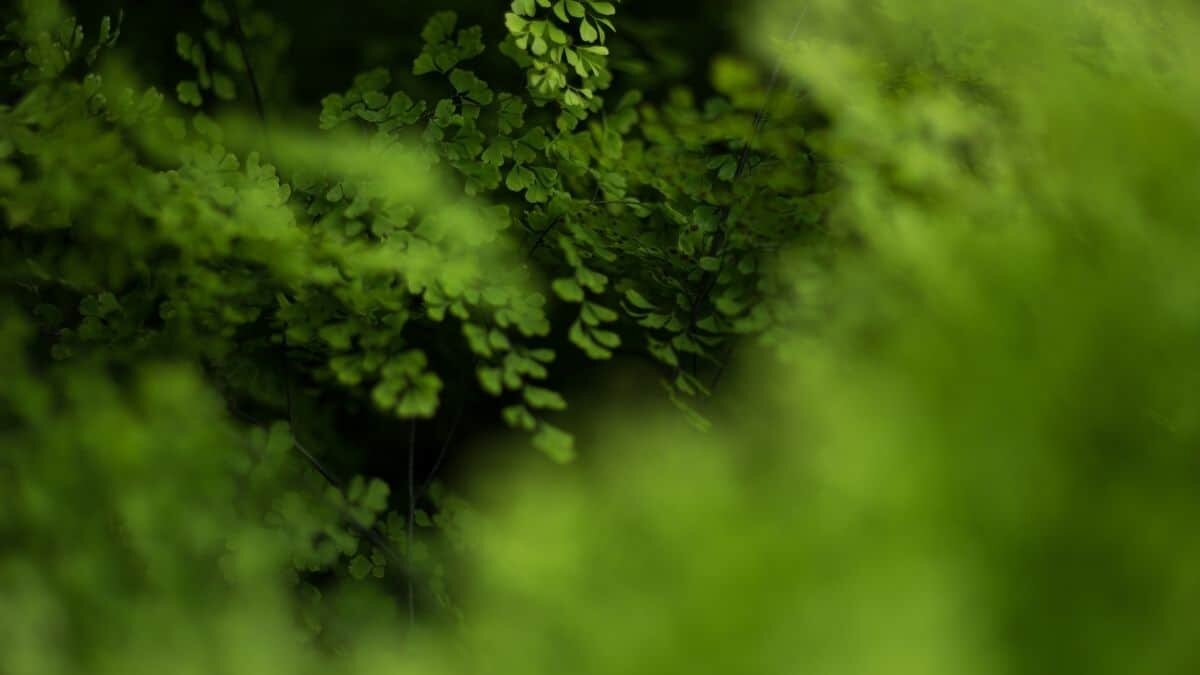 Descubren molécula que puede hacer zombies a las plantas