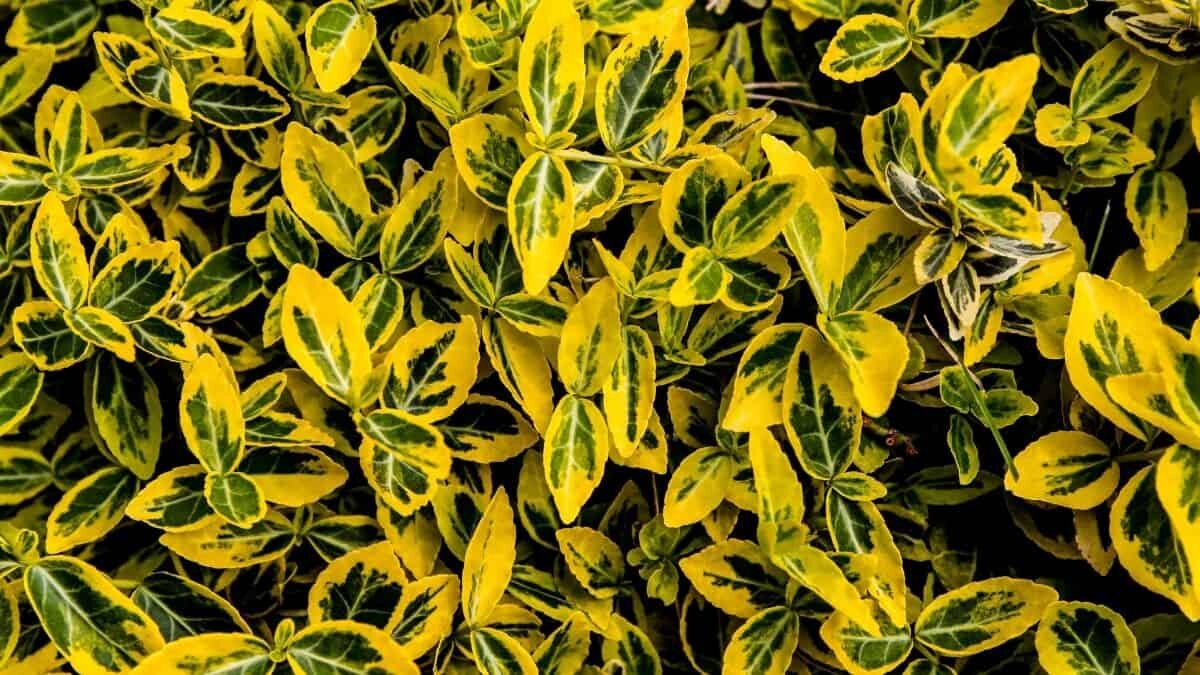 Descubren molécula que puede hacer zombies a las plantas
