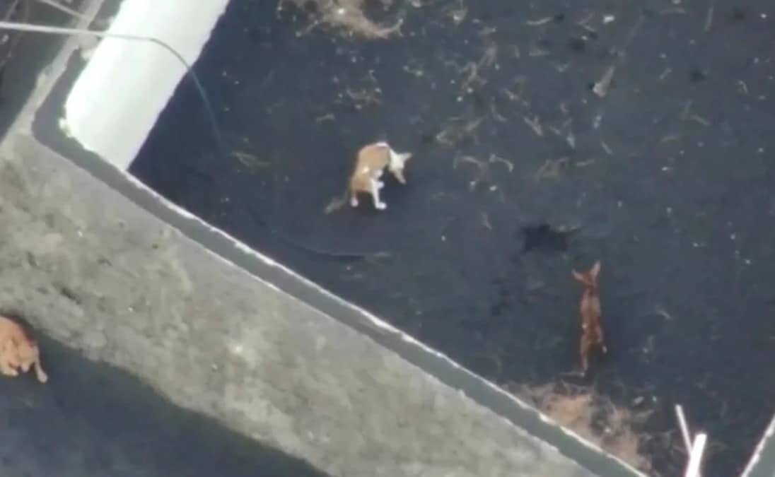 Perritos atrapados en volcán, serán rescatados con drones