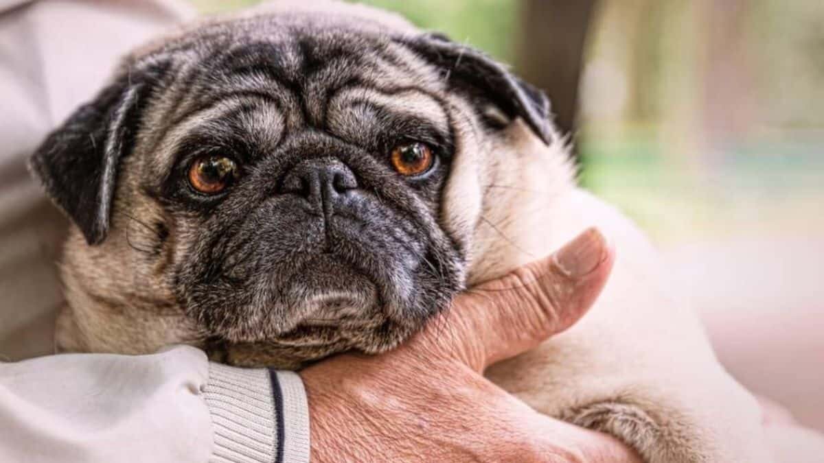 prevenir la diabetes en perros y gatos