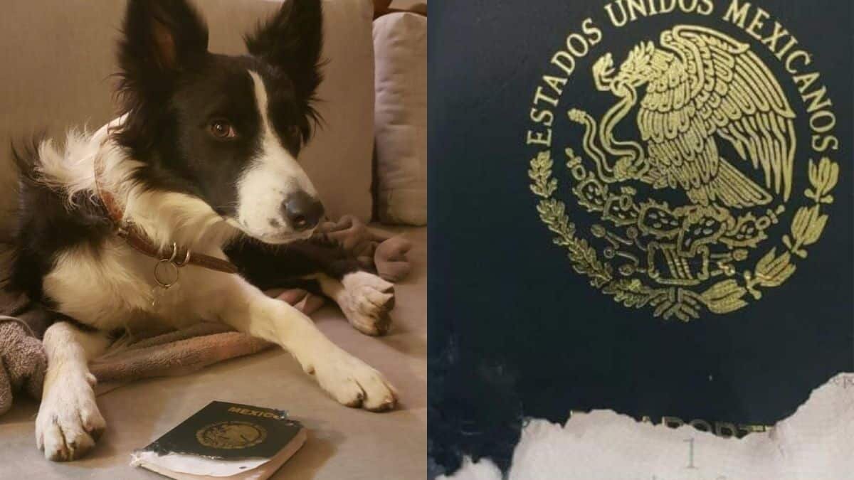 Narra politólogo a SRE como su ‘perrita’ se comió su pasaporte