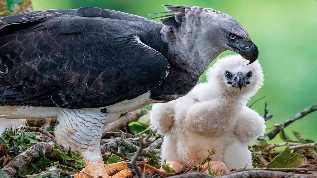Reducen aves su tamaño para afrontar el cambio climático en el Amazonas