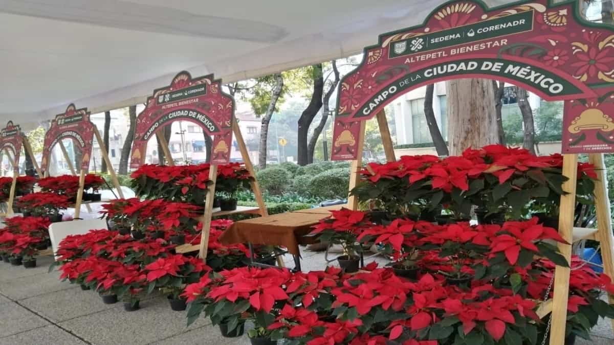 ¡Ve por la tuya! Inauguran Festival de la Nochebuena en Reforma (Fotos)