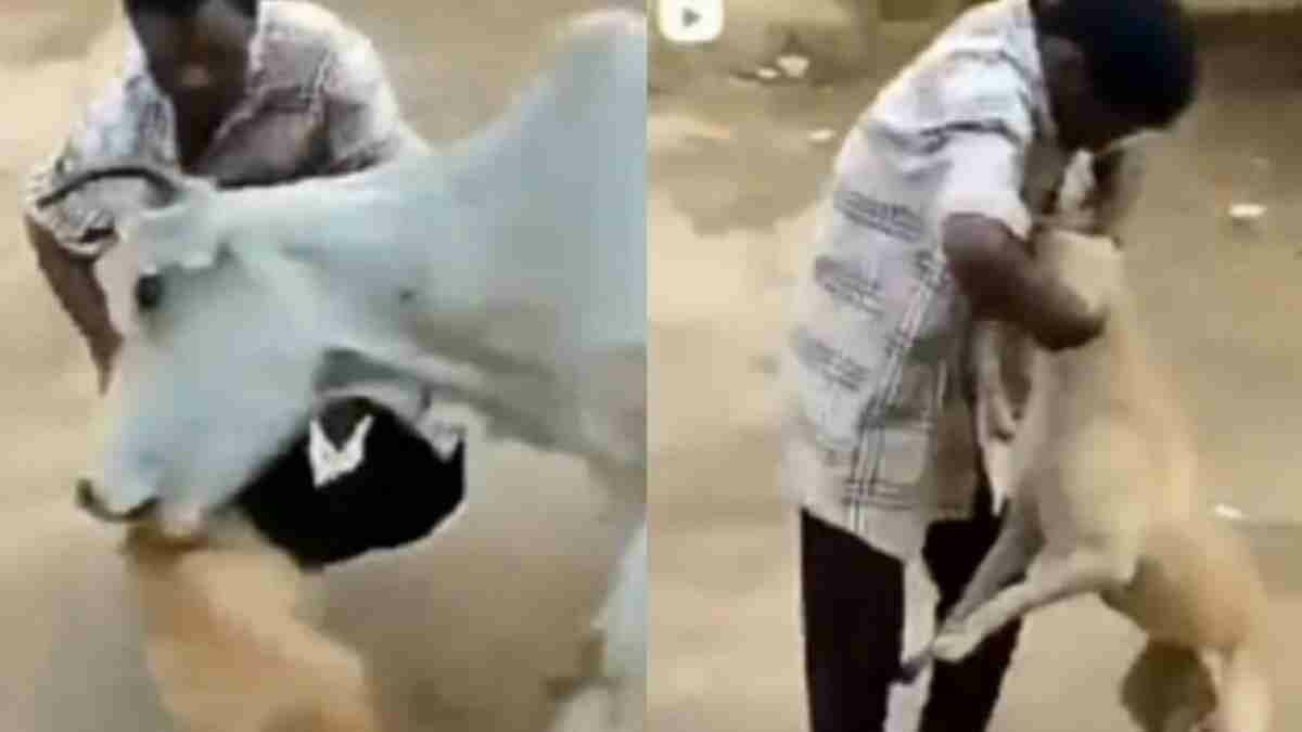 Vaca defiende a perro de agresión de hombre con tremenda embestida (VIDEO)