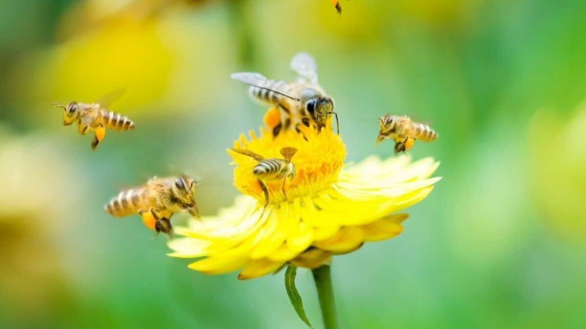 Cambio Climático Amenaza Abejas Estudios