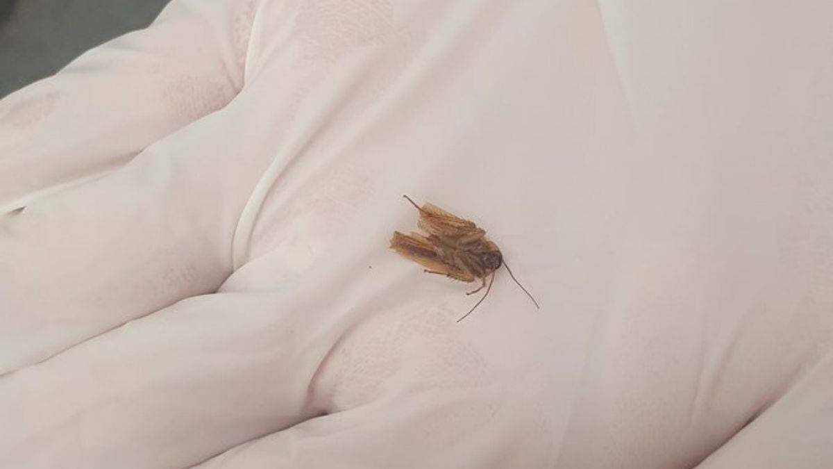 ¿Agua en el oído? No, es ¡una cucaracha!