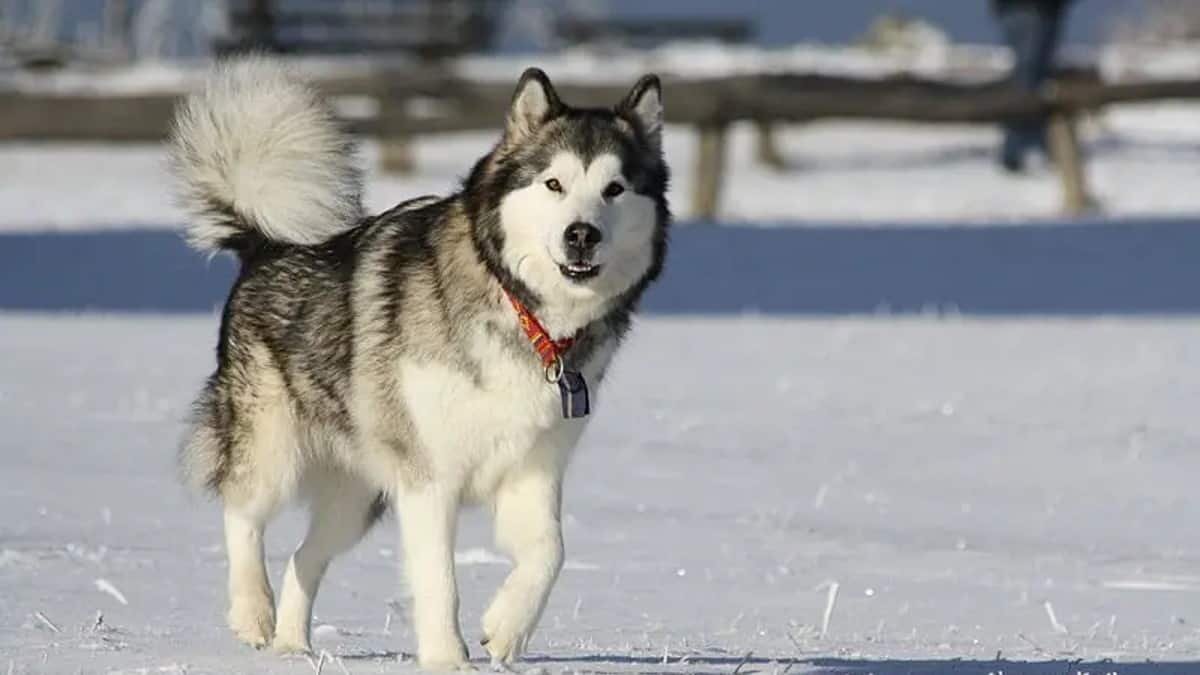 Así salvó perrito la vida de excursionista accidentado