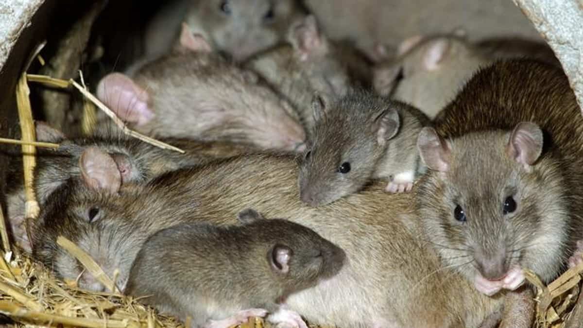 El nido de ratas se encontraba justo dentro del aparato de la familia, la cual no sospechaba de la presencia de los roedores.