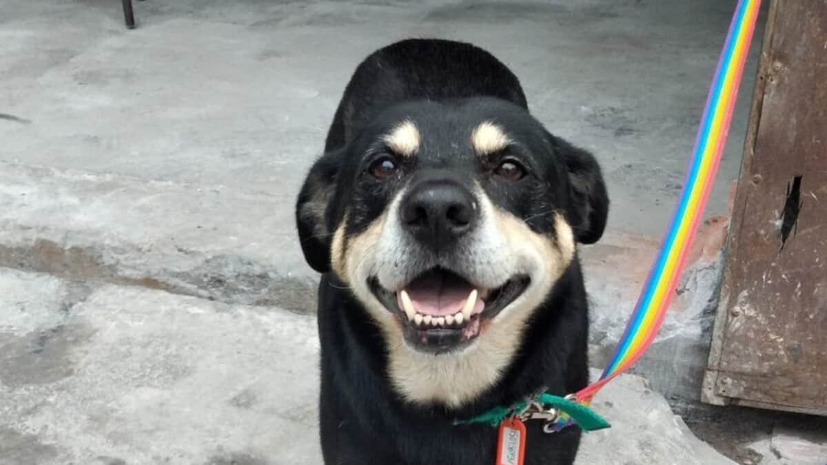 El perrito quedó huérfano luego de que su dueño murió de forma repentina.