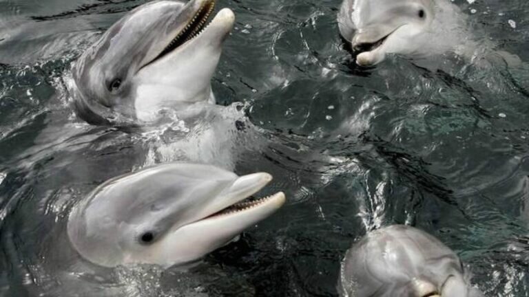 Rusia usa delfines como espías