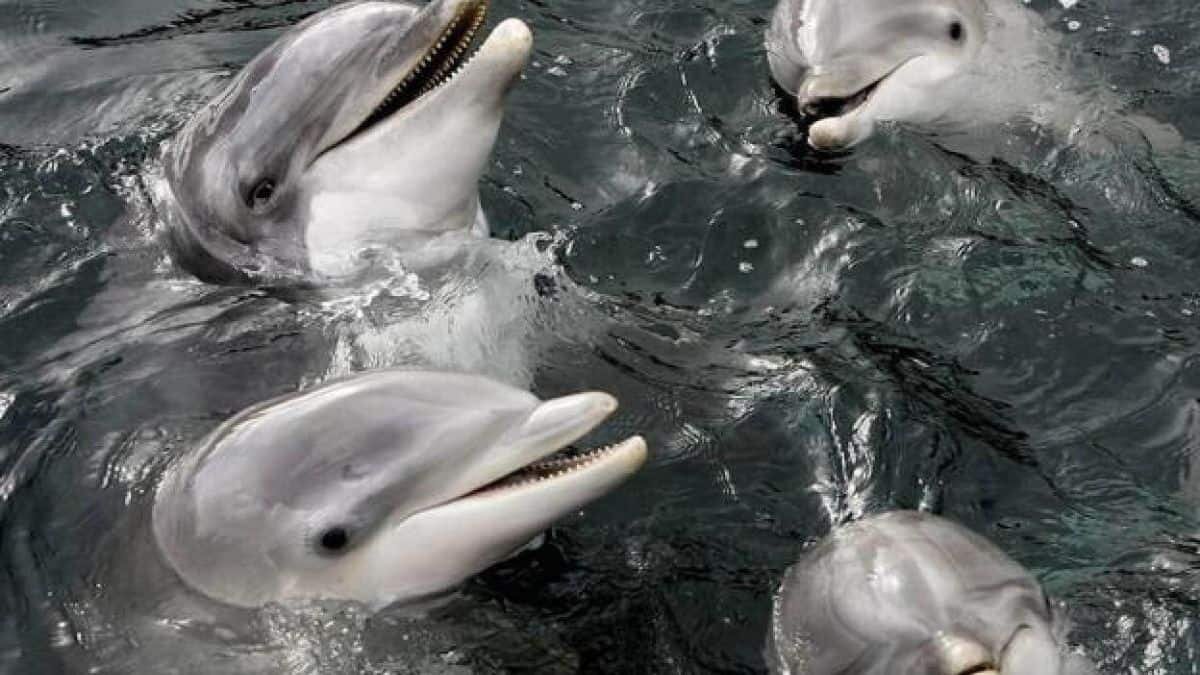 Acusan a Rusia de usar delfines como espías