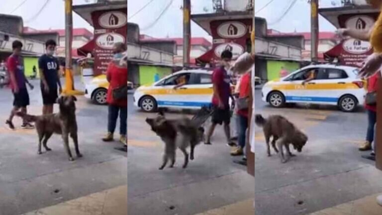 perrito aprende truco para que le regalen pan