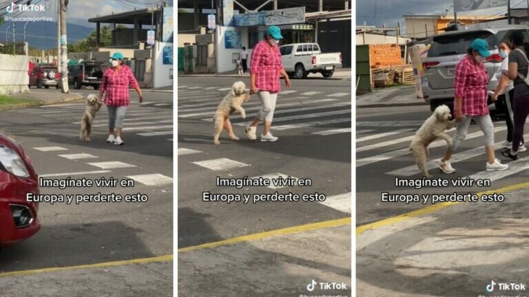 Cruzan la calle mujer y su perrito