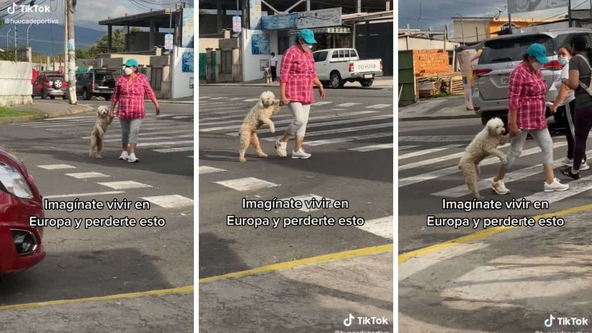 Así cruzan la calle mujer y su perrito (Video)