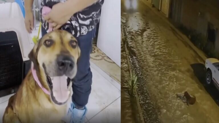 Atropella perro