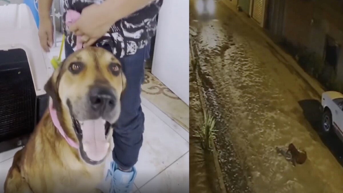 Atropella sujeto a indefenso perrito y se burla (Video)