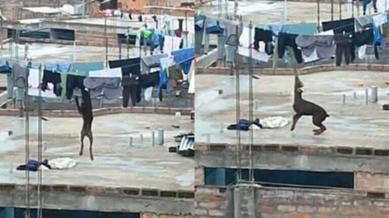 perrito ayuda a las labores del hogar