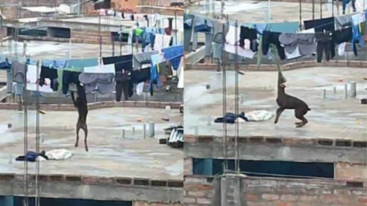 Ayuda perrito a las labores del hogar (Video)