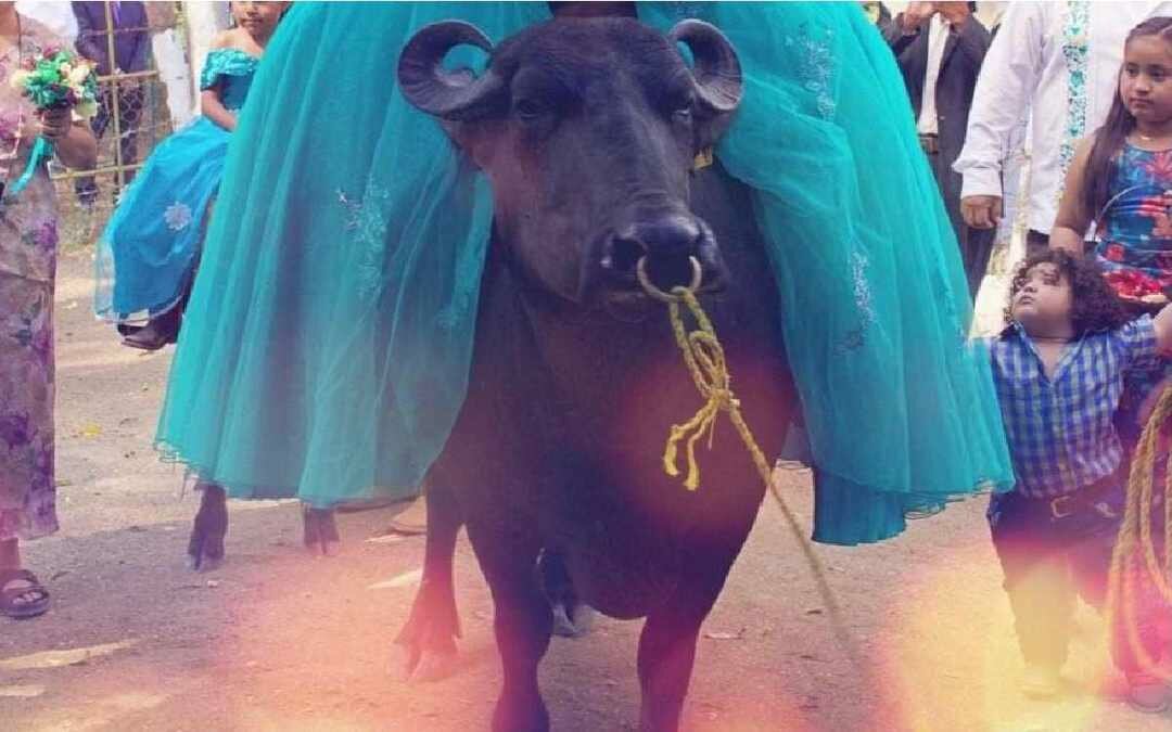 Búfalo