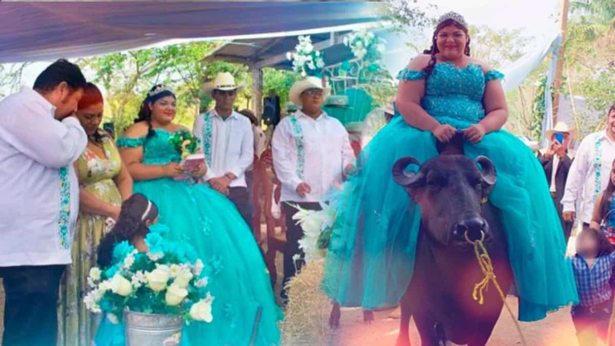 Búfalo