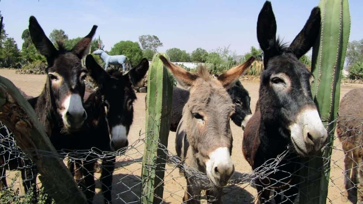 Llega la Feria Nacional del Burro 2022
