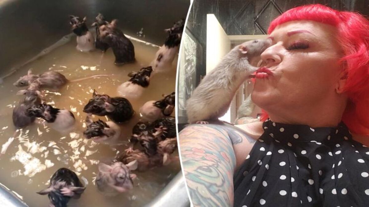 Baña mujer a sus 50 ratas mascota (Video)