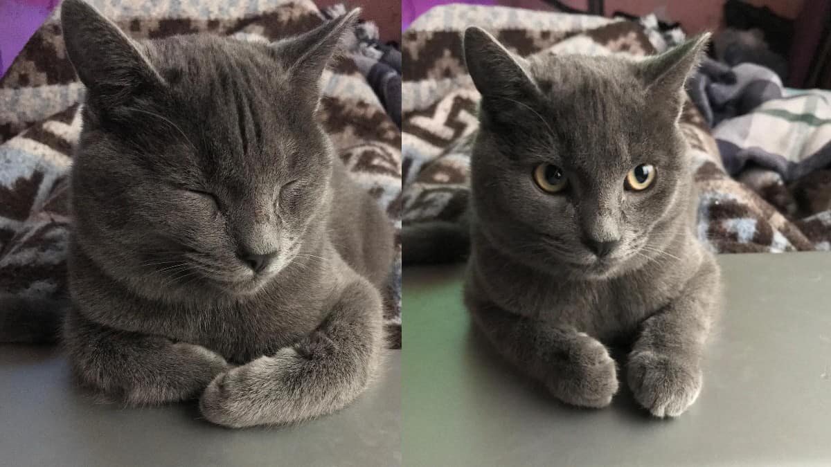 ¿El chocolate resulta tóxico para los gatos? Aquí te contamos
