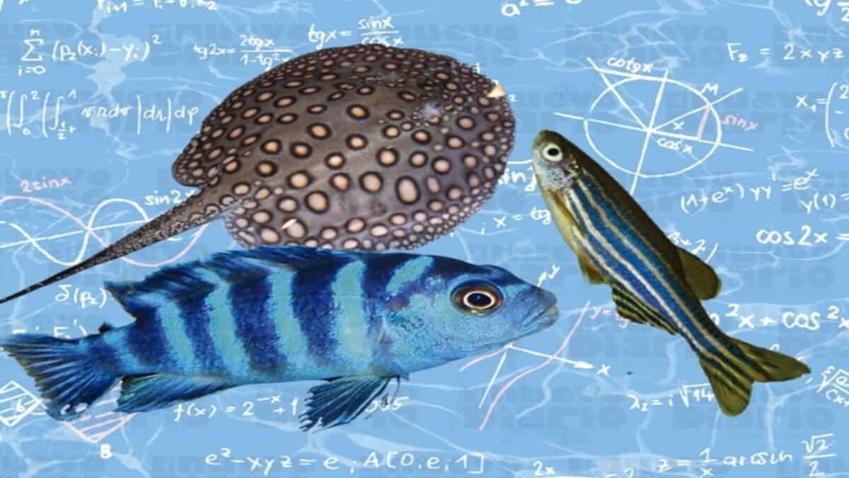 Peces matemáticos