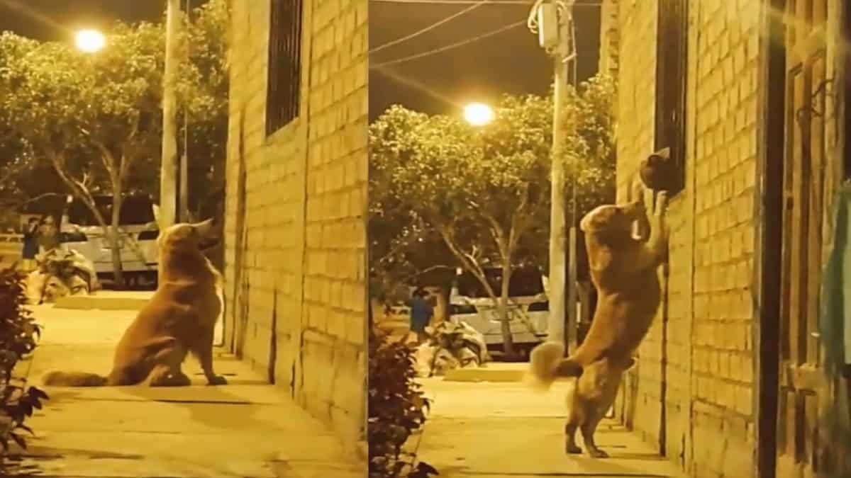 Perrito enamorado