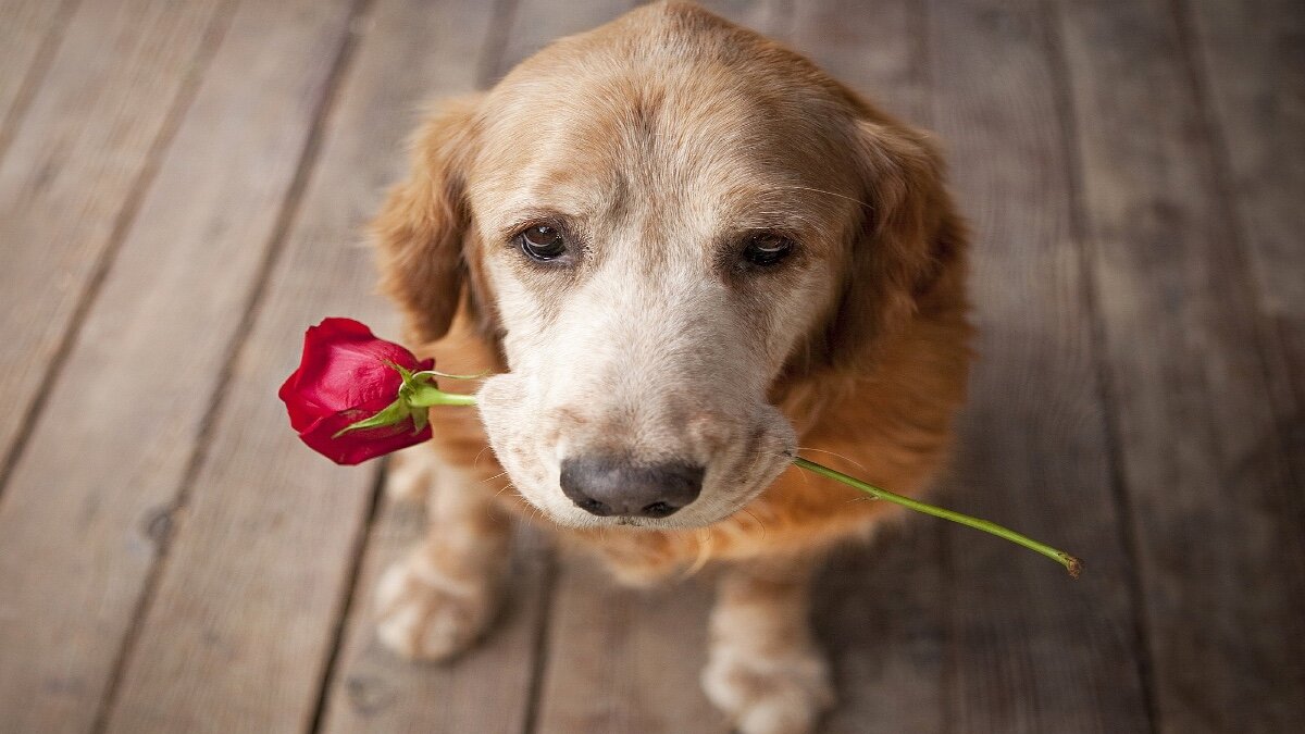 Perrito enamorado