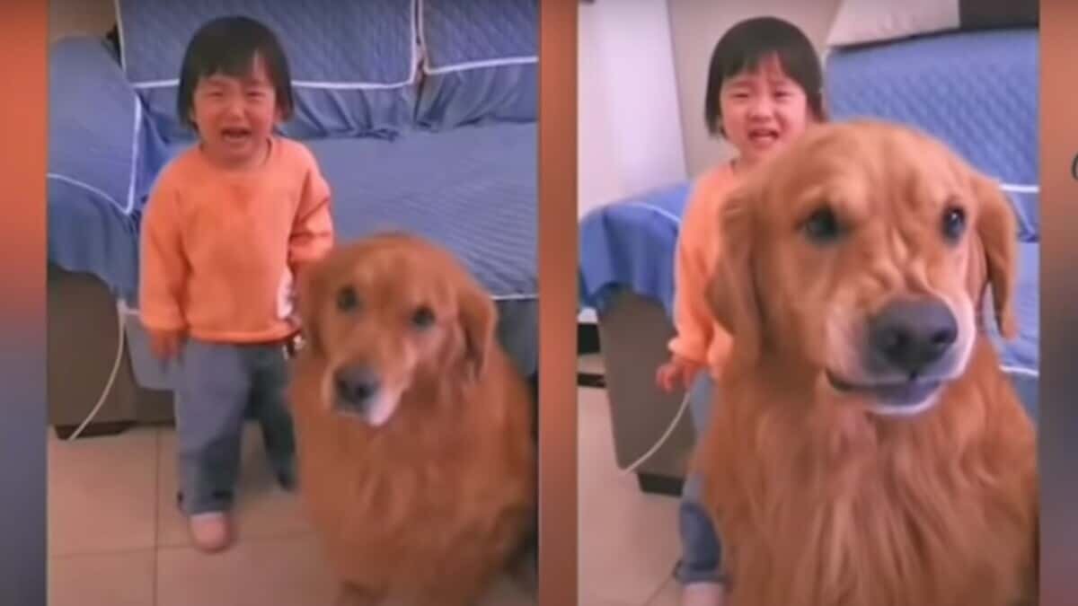 Perro defiende niña