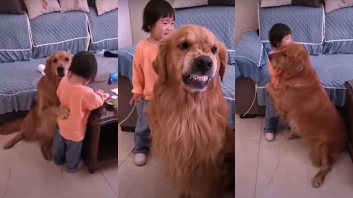 Perro defiende niña